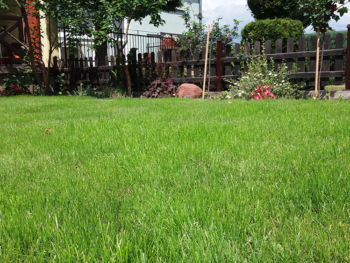 piękny zielony trawnik w domu w koronowie